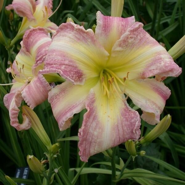 Viendienė (Hemerocallis) 'Lee Reinke'