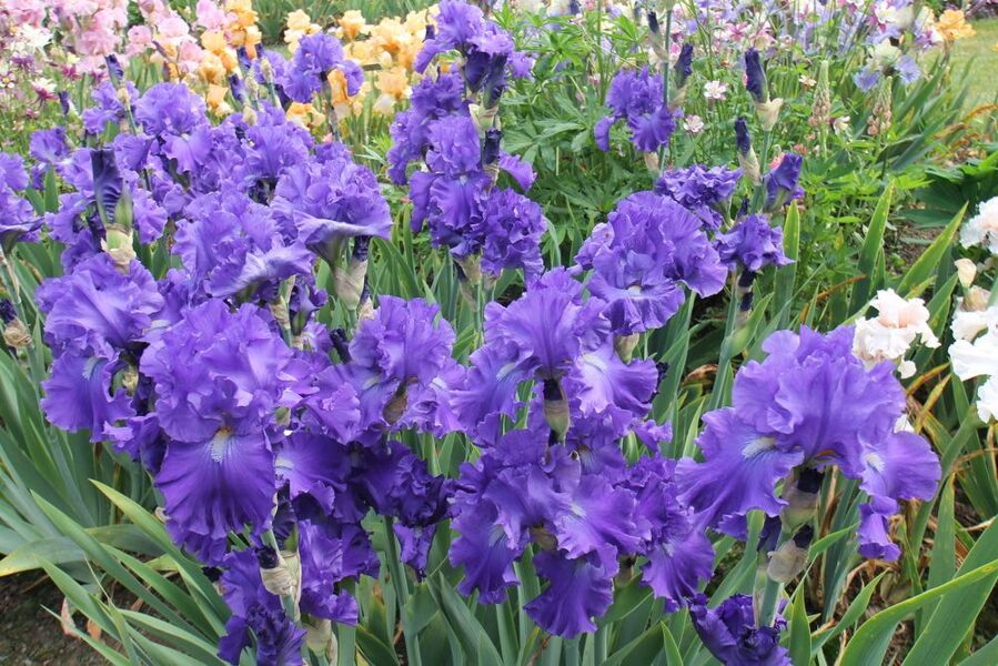Vilkdalgis (Iris) 'Blue Suede Shoes'