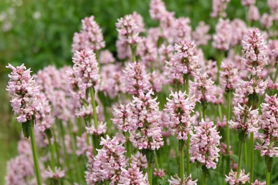 Notra (Stachys monnieri) 'Rosea'