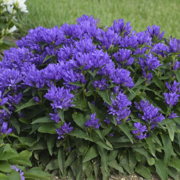 Tankiažiedis katilėlis (Campanula glomerata) 'Genti Blue'