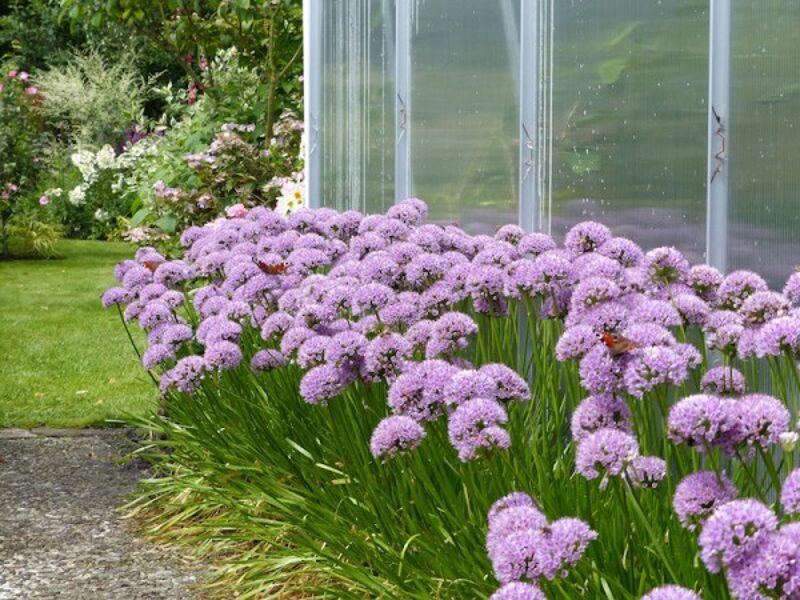 Žilasis česnakas (Allium senescens)