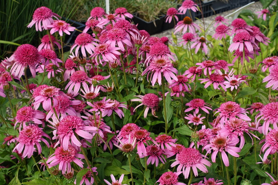 Ežiuolė rausvažiedė (Echinacea purpurea) 'Pink Double Delight'