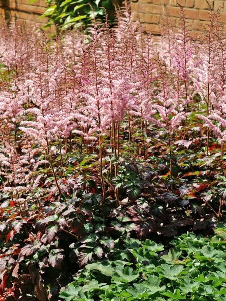 Astilbė ( Astilbe) ‘Color Flash Super'