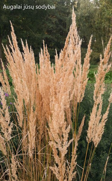 Smailiažiedis lendrūnas (Calamagrostis x acutiflora) 'Aan de Dijk Select'