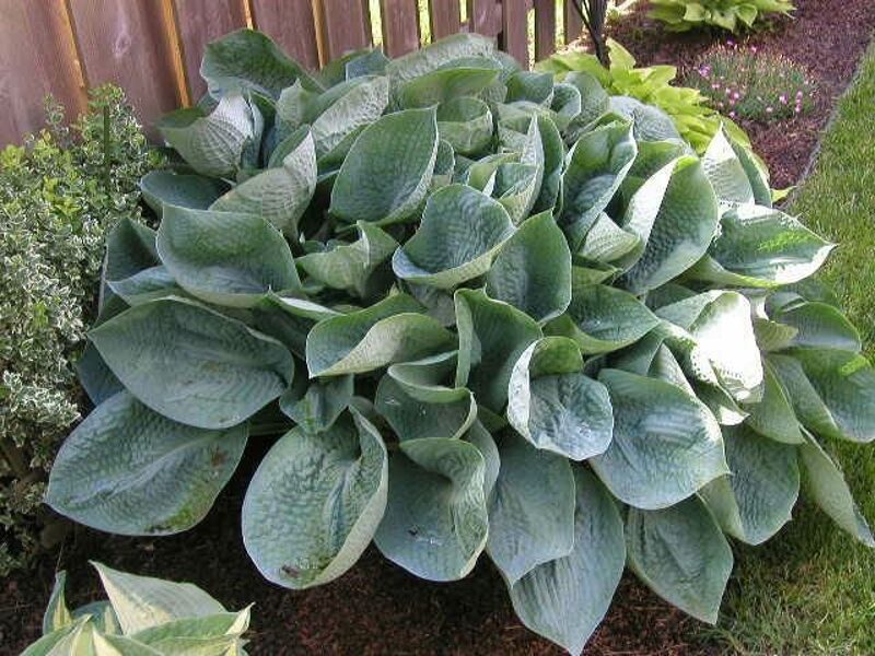 Melsvė (Hosta) 'Abiqua Drinking Gourd'