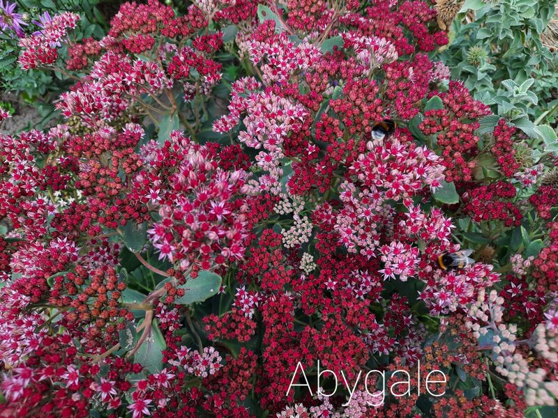 Šilokas (Sedum) 'Abygale'
