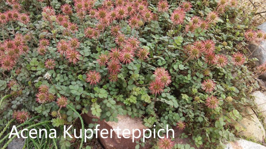 Acena (Acaena microphylla) 'Kupferteppich'