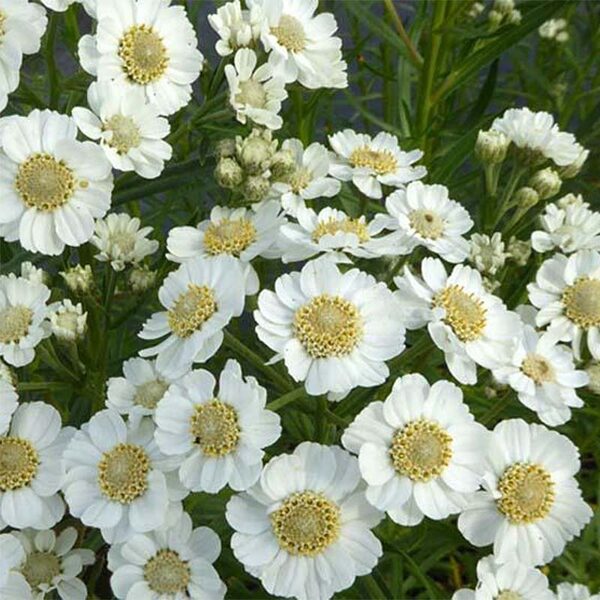 Čiaudulinė kraujažolė (Achillea ptarmica) 'Xana'