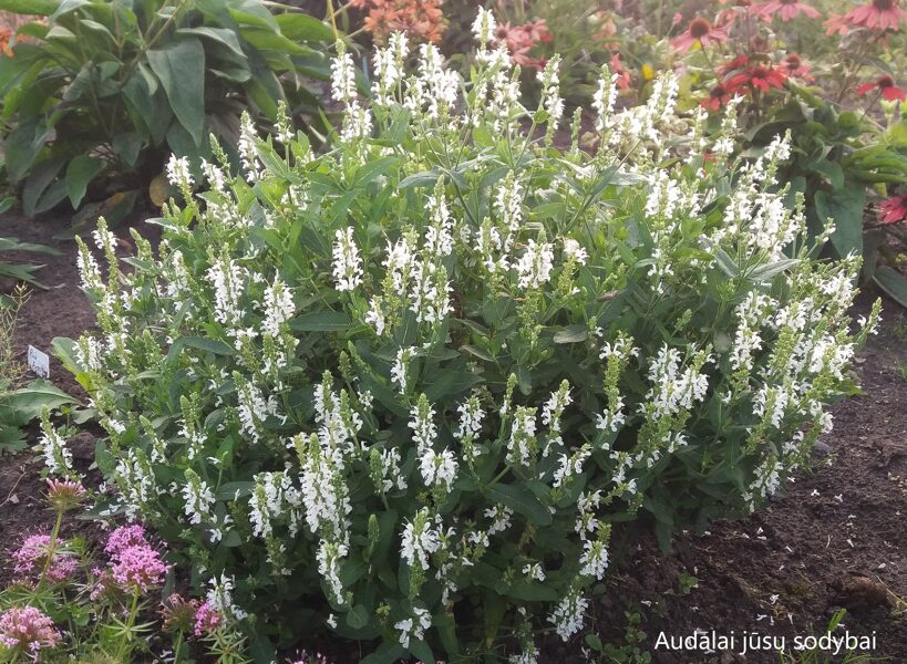 Gojinis šalavijas (Salvia nemorosa) 'Adrian'