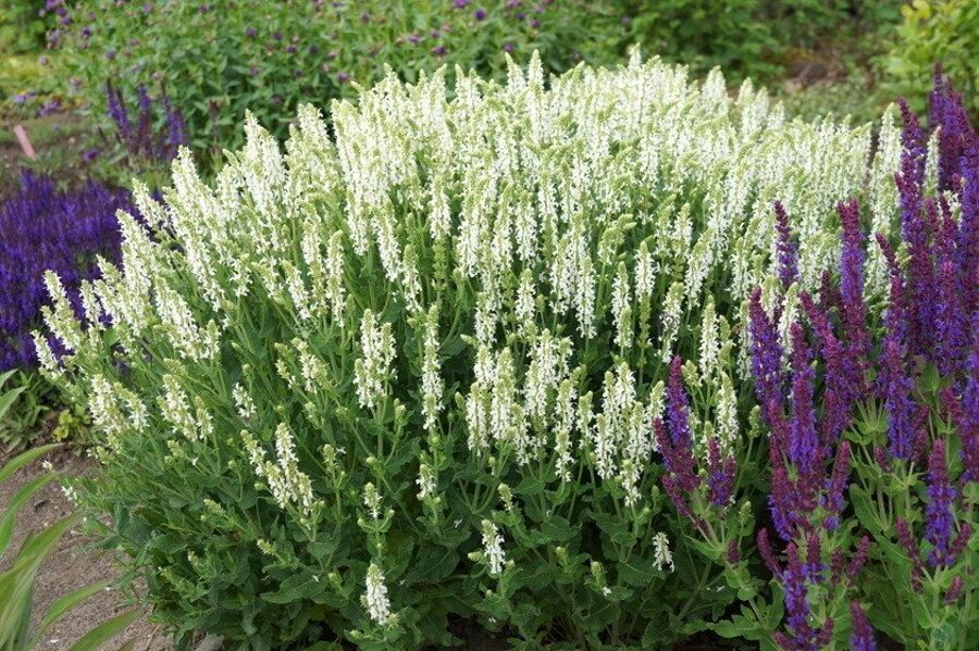 Gojinis šalavijas (Salvia nemorosa) 'Adrian'