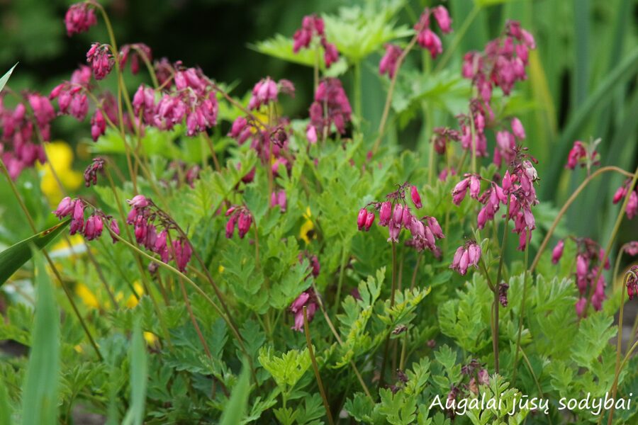 Auskarėliai (Dicentra formosa) 'Adrian Bloom'