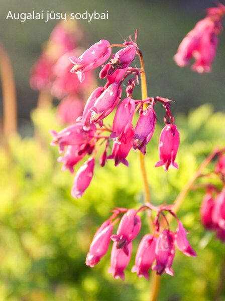 Auskarėliai (Dicentra formosa) 'Adrian Bloom'