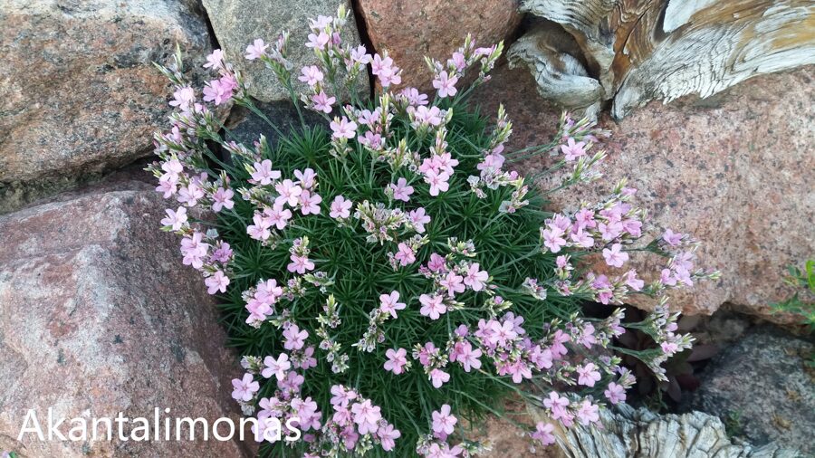 Akantolimonas (Acantholimon glumaceum)