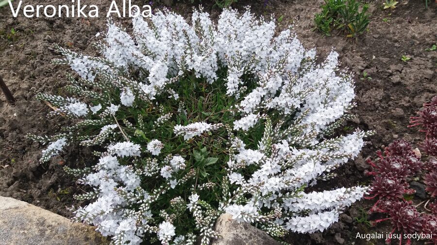 Veronika gulsčioji (Veronica prostrata) 'Alba'