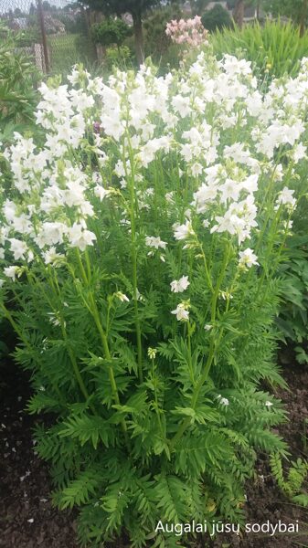 Palemonas (Polemonium caeruleum) 'Album'