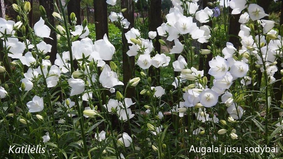 Didžiažiedis katilėlis (Campanula persifolia) 'Alba'