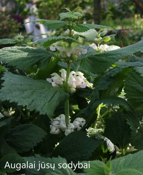 Didžioji notrelė (Lamium orvala) 'Alba'