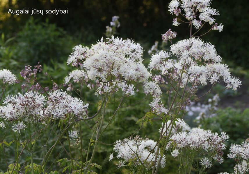 Vingiris sinavadalapis (Thalictrum aquilegifolium) 'Album'