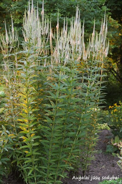 Veronikūnas virgininis (Veronicastrum virginicum) ‘Album’