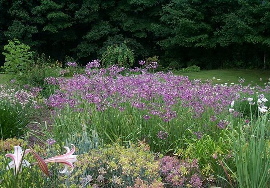 Lenktažiedis česnakas (Allium cernuum)