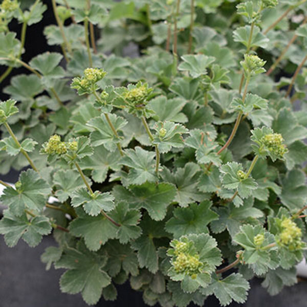 Rasakila (Alchemilla erythropoda) 'Alma'