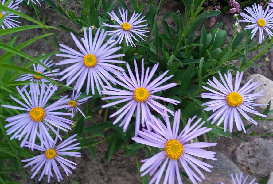 Alpinis astras (Aster alpinus) nr.0