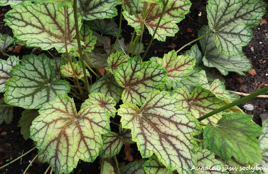 Alūnė (Heuchera) 'Green Spice'