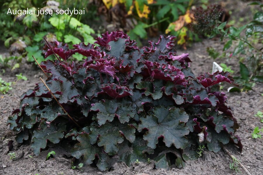 Alūnė (Heuchera) nr.2