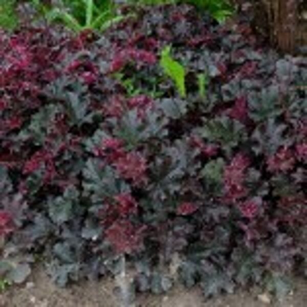 Alūnė, (heuchera) 'Prince'