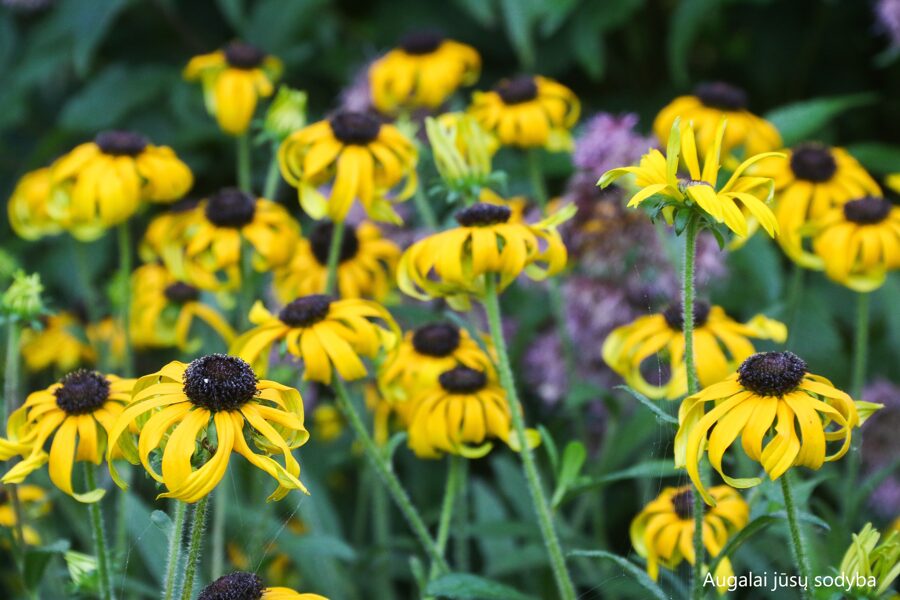 Žėrinčioji rudbekija (Rudbeckia fulgida) 'American Gold Rush'