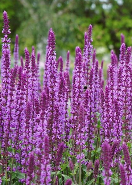Gojinis šalavijas (Salvia nemorosa) 'Amethyst'