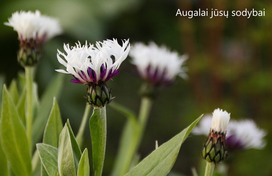 Bajorė kalninė (Centaurea montana) 'Amethyst in Snow'