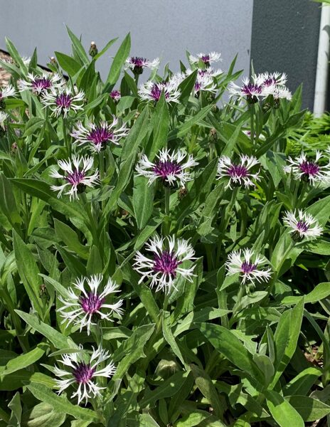 Bajorė kalninė (Centaurea montana) 'Amethyst in Snow'
