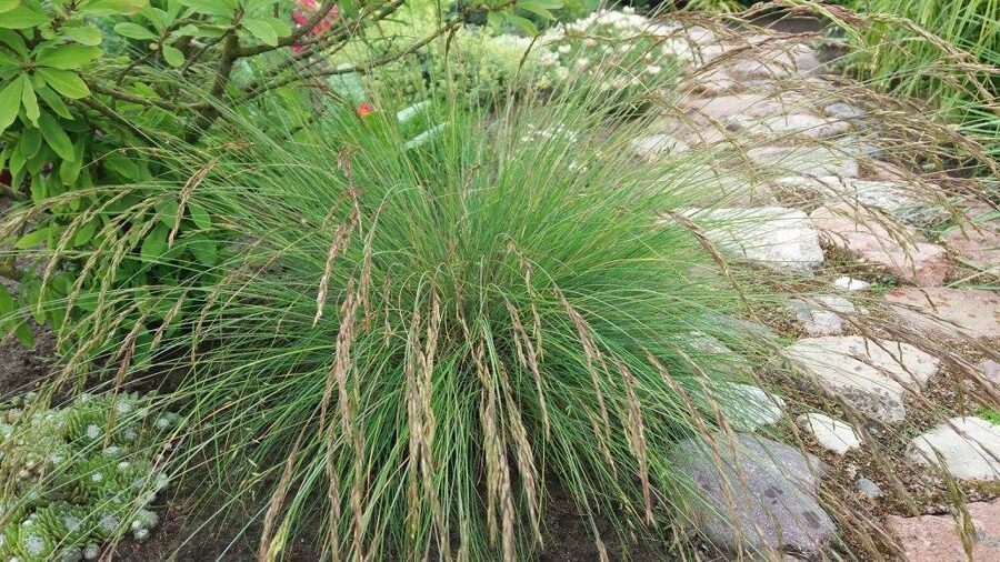 Eraičinas ametistinis (Festuca amethystina)