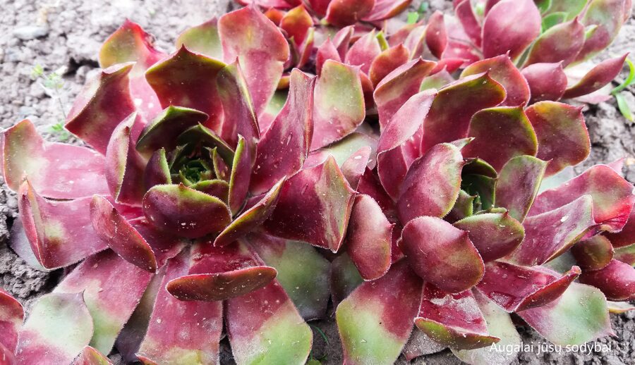 Šilropė (Sempervivum) 'Anak Krakatau'