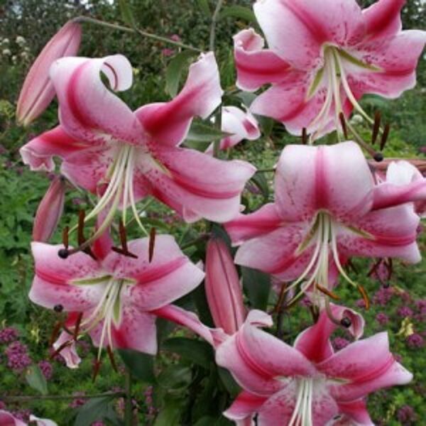 Lelija (lilium) 'Anastasia'