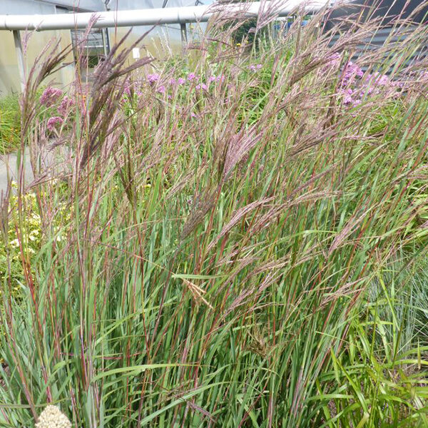 Barzdotis (Andropogon gerardii) 'Yellow Konza'