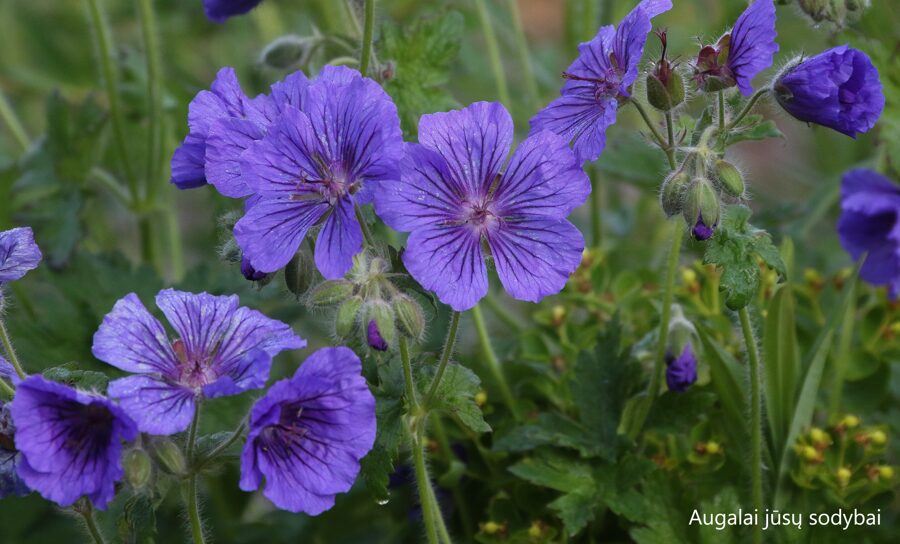 Didingasis snaputis (Geranium x magnificum) 'Anemoniflorum'