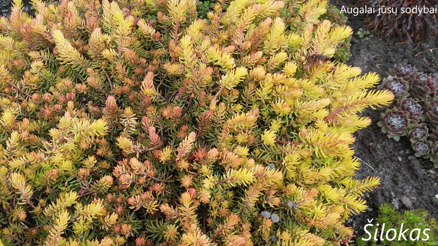  Uolinis šilokas (Sedum rupestre) 'Angelina'