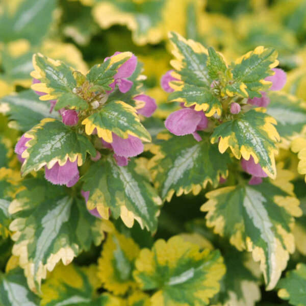 Dėmėtoji notrelė (Lamium maculatum) 'Anne Greenaway'