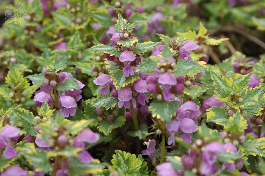 Notrelė (Lamium maculatum) 'Anne Greenaway'