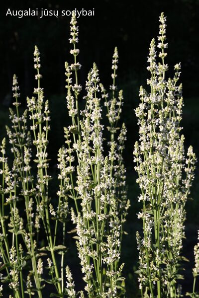 Vengrinė katžolė (Nepeta nuda) 'Anne's Choice'