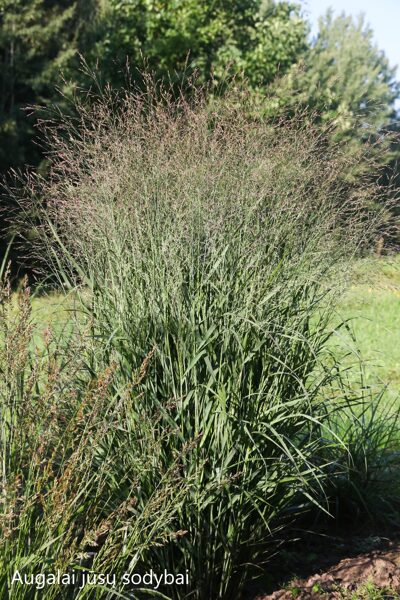 Rykštėtoji sora  (Panicum virgatum) ‘Apache Rose'