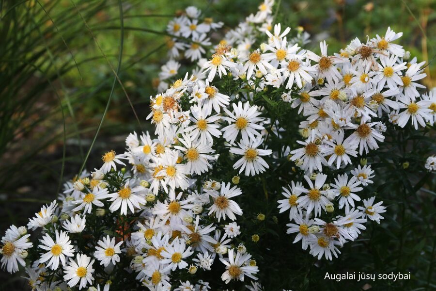 Krūminis astras (Aster dumosus) 'Apollo'
