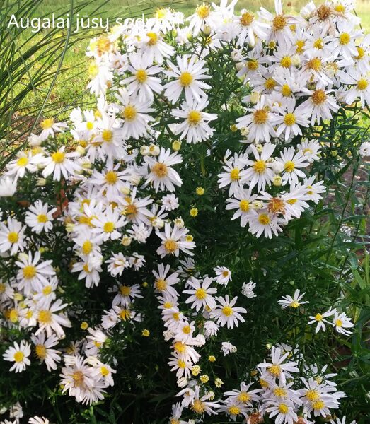 Krūminis astras (Aster dumosus) 'Apollo'