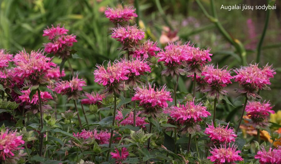 Monarda (Monarda) 'Aquarius'