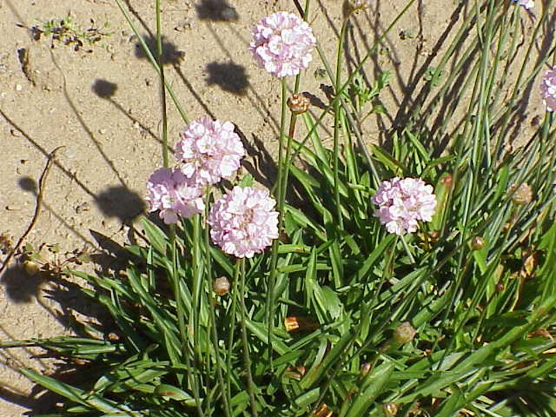 Gvaizdė (Armeria transmontana) 