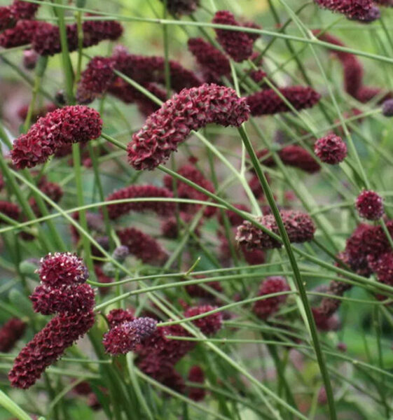 Vaistinė kraujalakė (Sanguisorba officinalis) 'Arnhem'