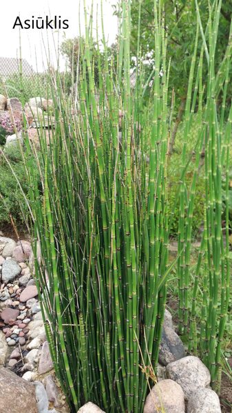 Asiūklis kamčiatkinis (Equisetum camtschatcense)