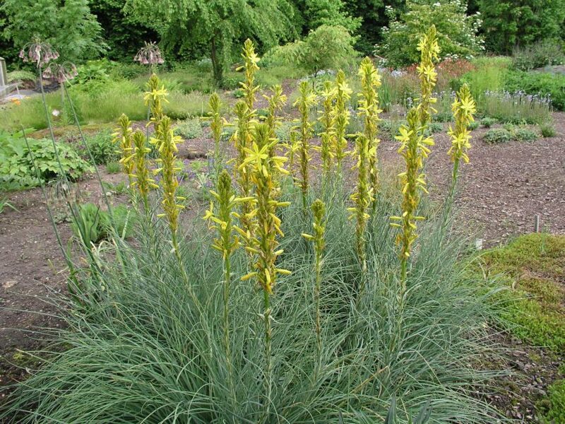 Plėnuvė geltonoji (Asphodeline lutea)